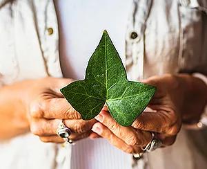ivy leaf extract