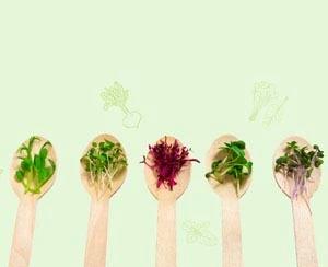 Boost Immunity With Microgreens