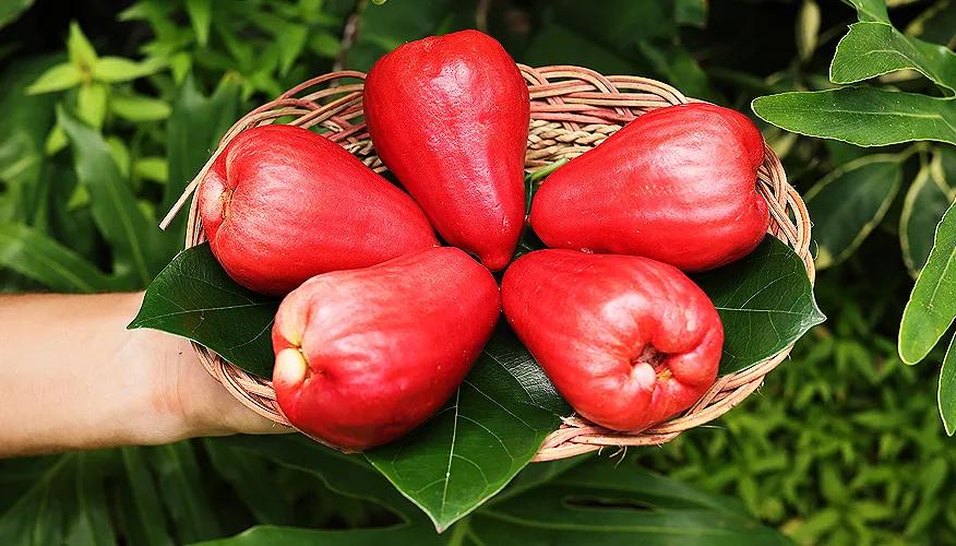 Culinary uses of water apple