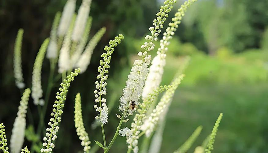 Natural solutions for menopause relief