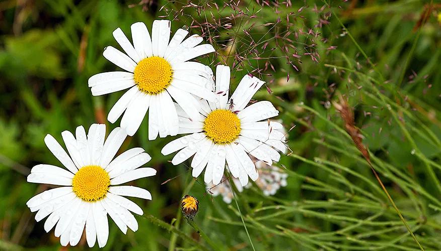 Traditional benefits of chamomile: