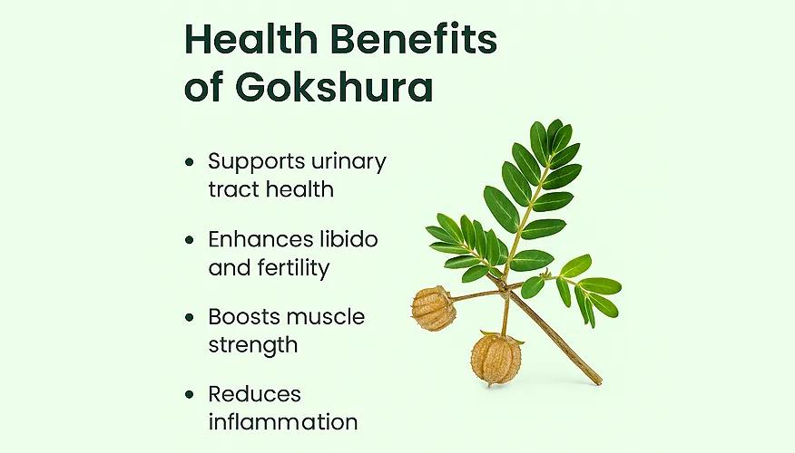 Health Benefits of Gokshura