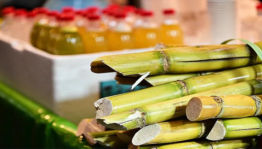 What is sugarcane?
