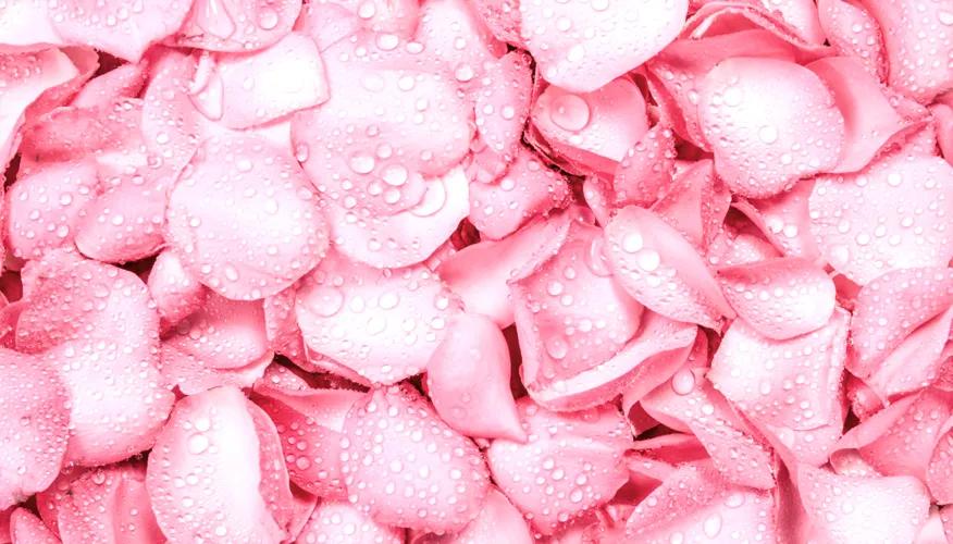 How does rose water benefit oily skin?