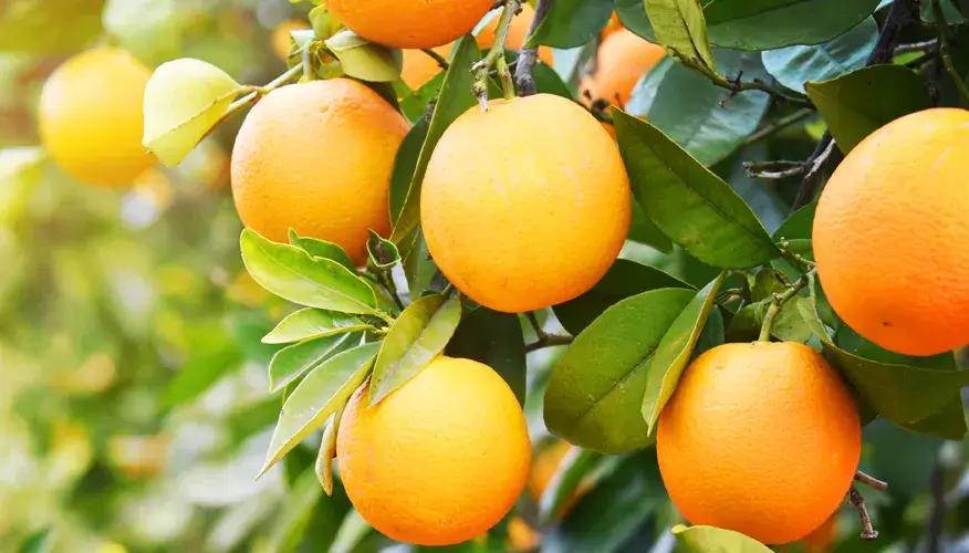 Oranges