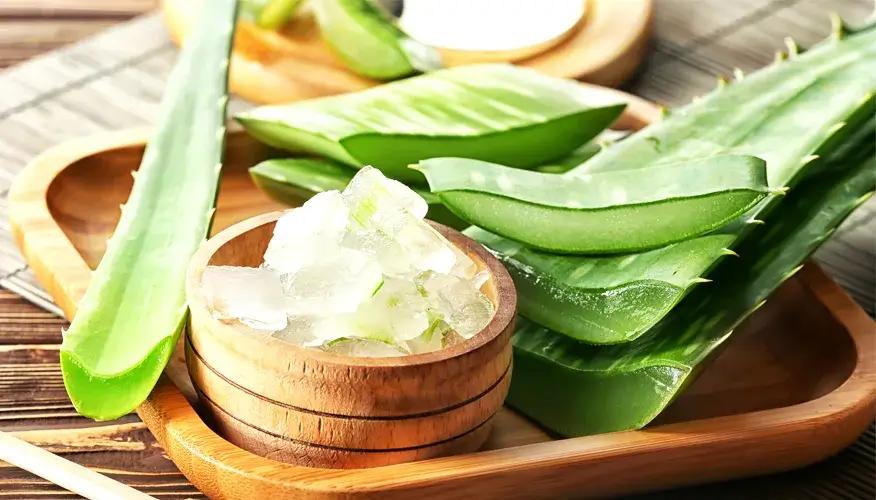 Aloe Vera