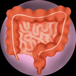 Gut Care