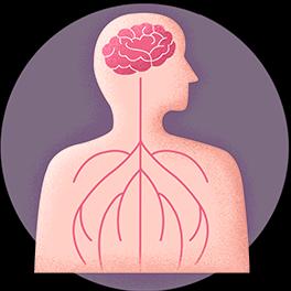 Central Nervous System