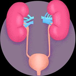 Urology