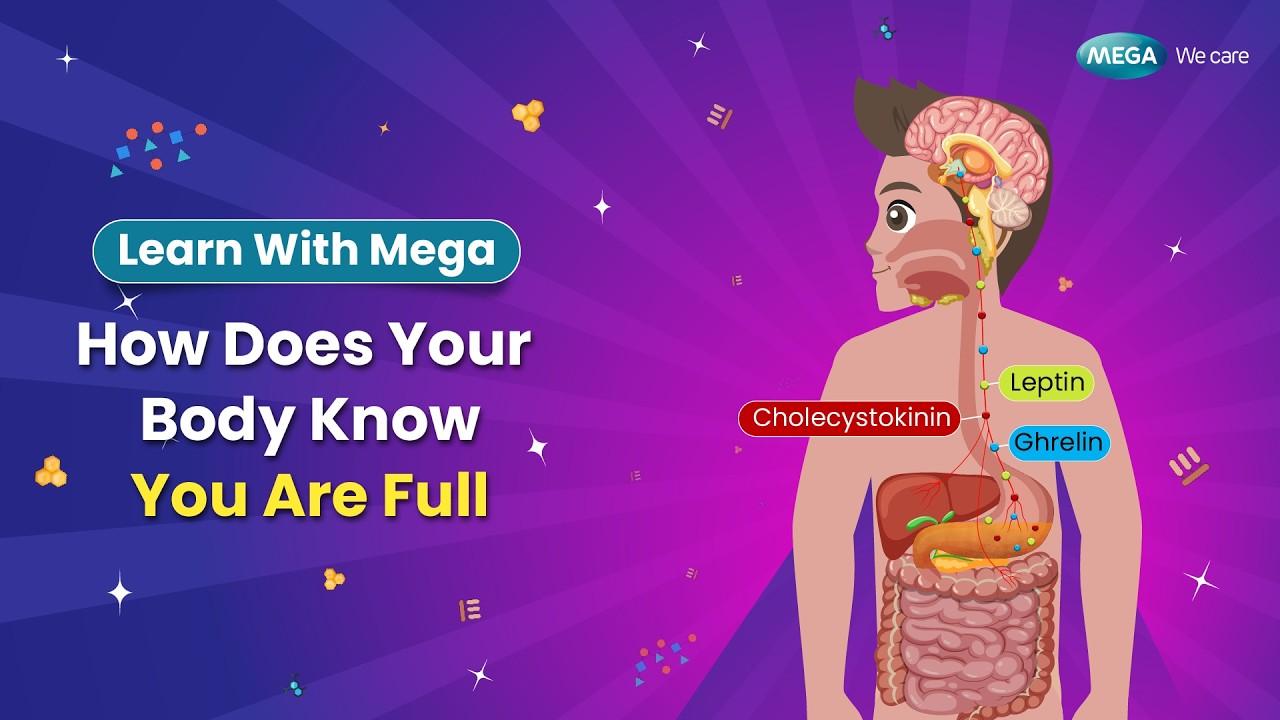  How Does Your Body Know You Are Full Final