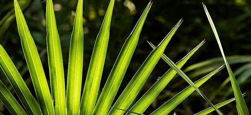 Saw Palmetto berries and supplements for prostate, hair, and hormonal health