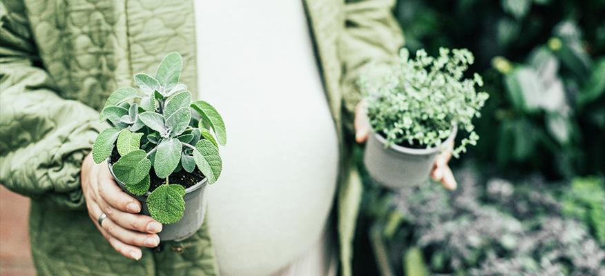 A selection of herbs beneficial for pregnancy and lactation, including chamomile, ginger, and turmeric.