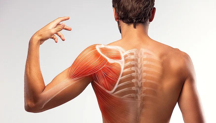 Anatomy of the shoulder