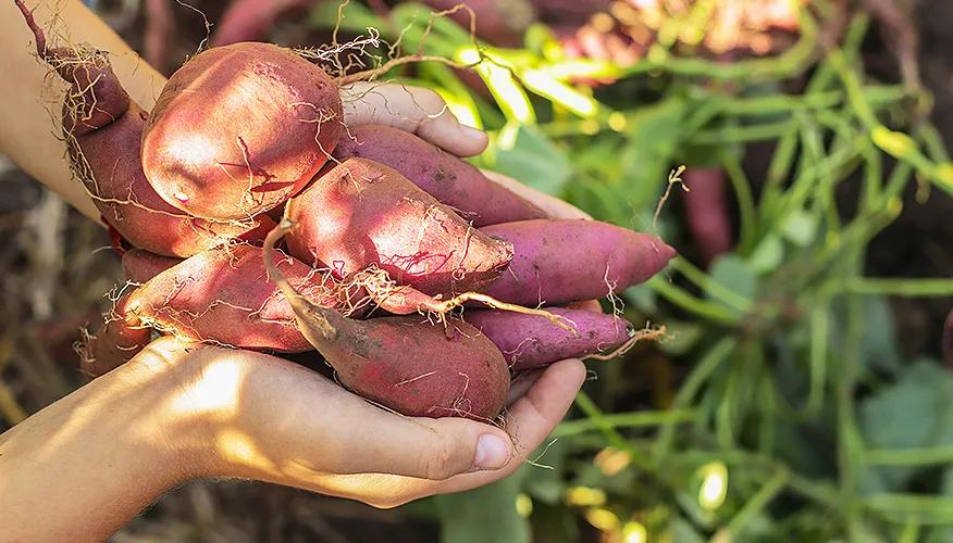 Are sweet potatoes good for people with diabetes?