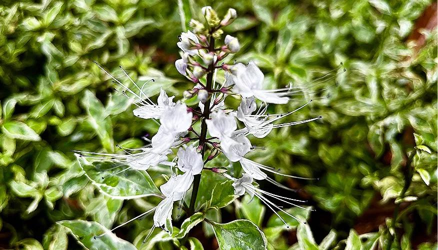 Health Benefits of Misai Kucing