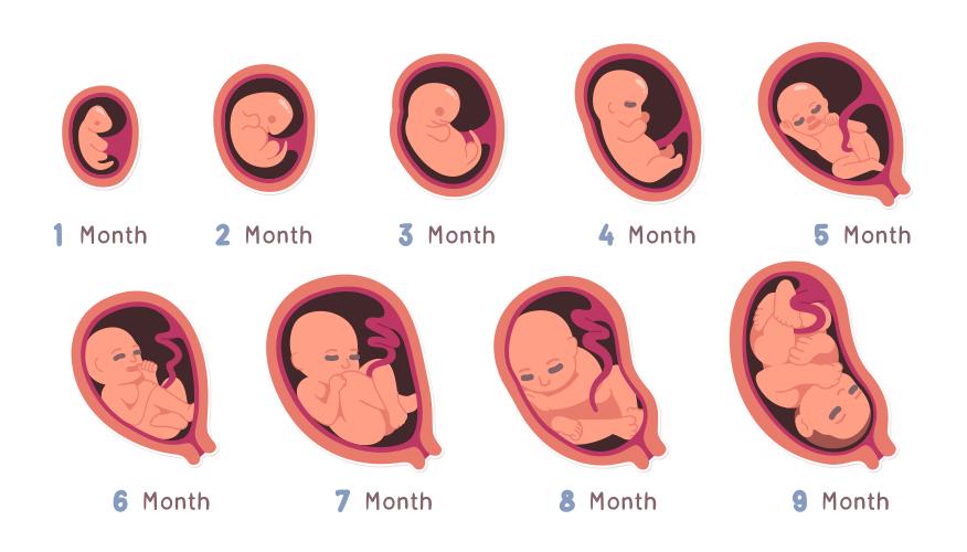 Changes in the fetus