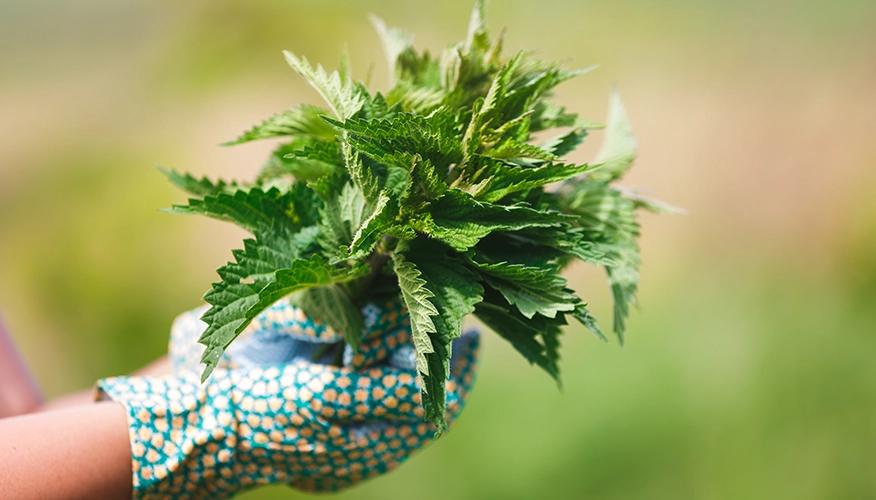 What is nettle leaf
