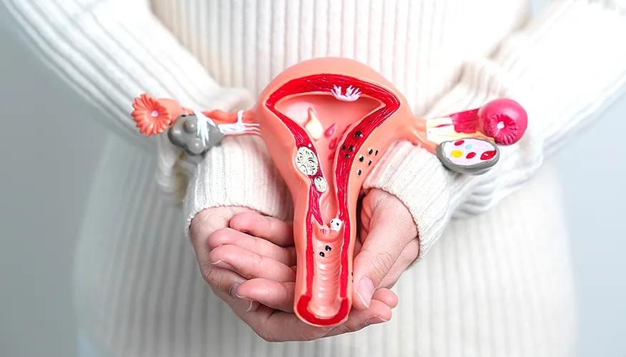 Key components of the female reproductive system