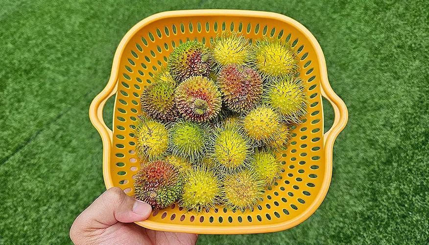 Uses of Pulasan