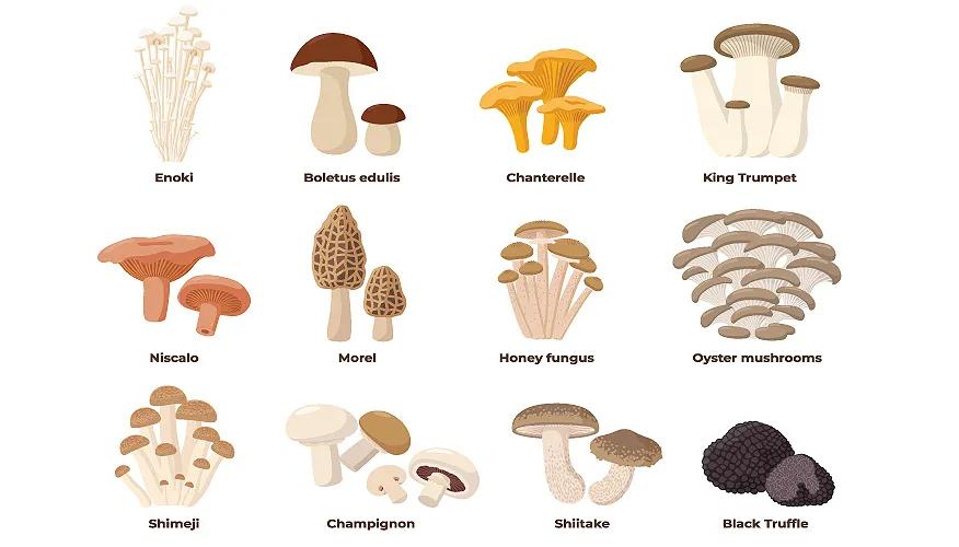 What is Enoki mushroom?