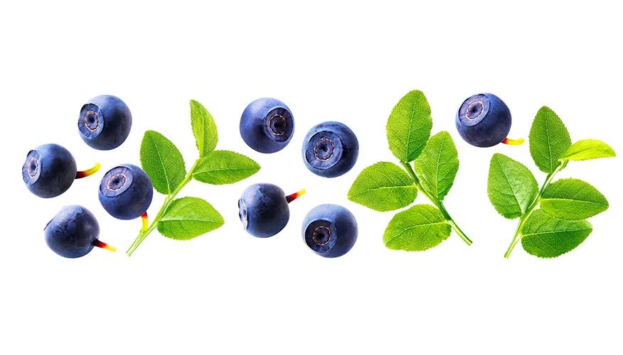 What is bilberry?