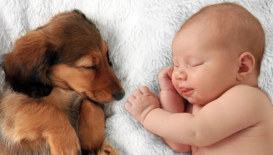 Getting Your Pet Accustomed To Your Baby