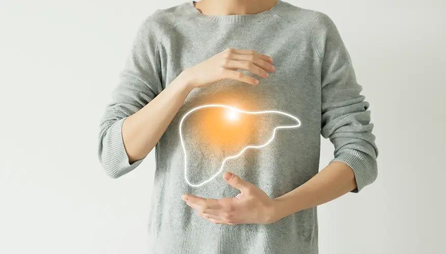 What are the important functions of the liver
