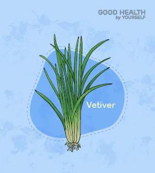 Vetiver